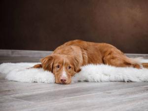 Об инфаркте у собак с лечением Сердечный приступ у собаки симптомы